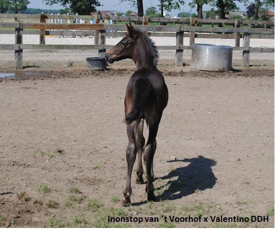Inonstop-van-t-voorhof-Valentino-DDH