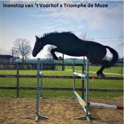 nonstop-van-t-voorhof-triomphe-de-muze
